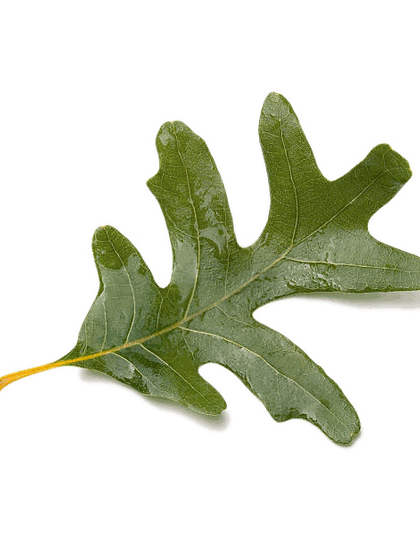 Hoja en fotografía real